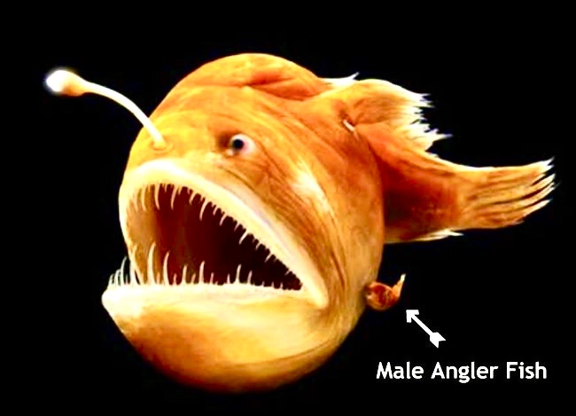 THE FEMALE ANGLER FISH – the male is just a irritating parasite no more  than just a pair of living gonads or “the secrets to a long and blissful  marriage.” – THE
